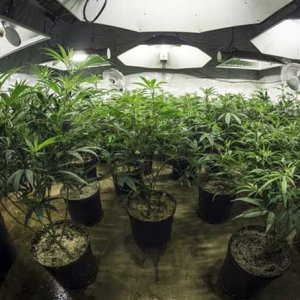 Indoor Grow - Getty Images