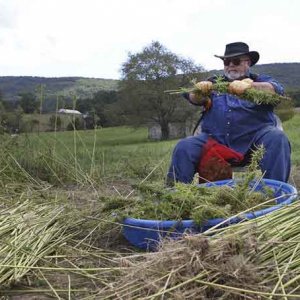 Hemp in West Virginia - Jenny Harnish