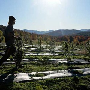 Hemp in Vermont - James M Patterson