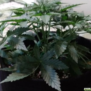 Acapulco Gold Grow