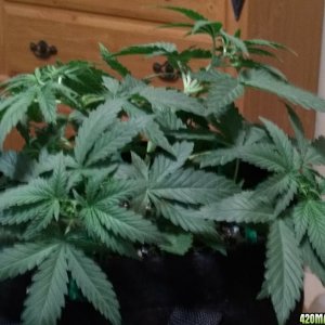 Acapulco Gold Grow