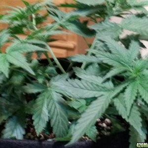 Acapulco Gold Grow