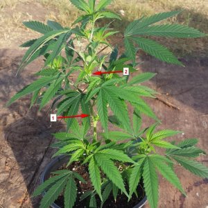 AK-47 clone with top choices