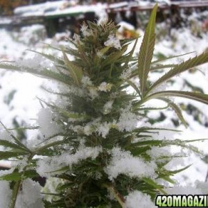 Siberian Thundercat winter grow