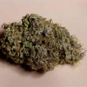 Organic Indoor Grown OG Kush x Grand Daddy Purple-Pheno #1