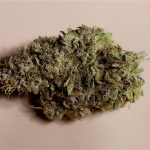 Organic Indoor Grown OG Kush x Grand Daddy Purple-Pheno #1