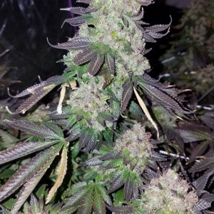 Day_70_Final_Flush_1_