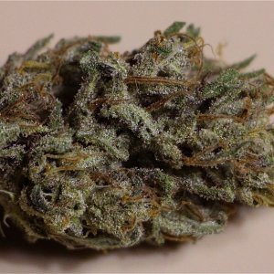 Organic Greenhouse Grown Silver Fox-Pheno #6