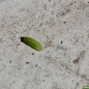 Caterpillar!