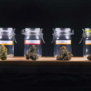 Jars of Buds - Shutterstock