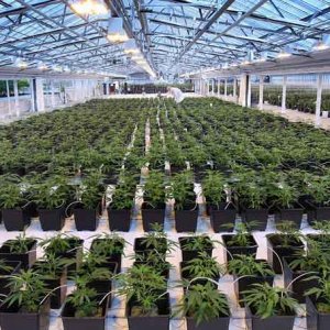 Warehouse Grow -  Postmedia News