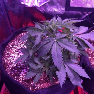 Beuhla Day 30