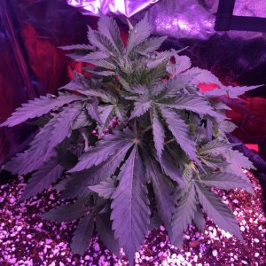 Beuhla Day 30