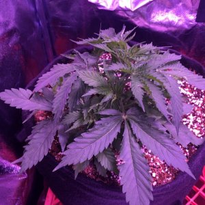 Beuhla Day 30