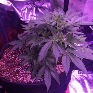 Beuhla Day 30