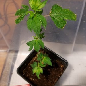 Gold Leaf clone newer after water