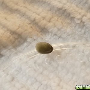 Mystery seed still