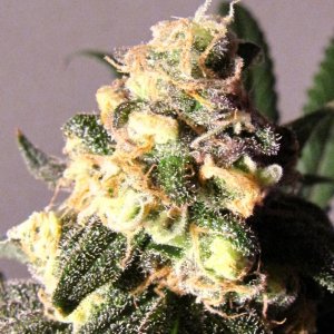 Strain Differences Maui Wowi