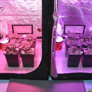 LED comparison 25 days veg