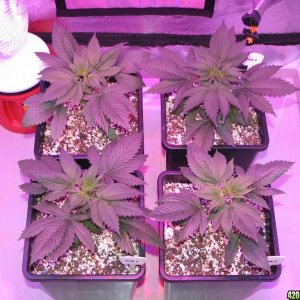 LED comparison 25 days veg