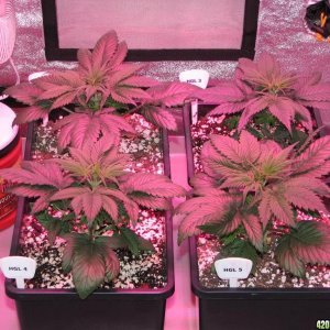 LED comparison 25 days veg