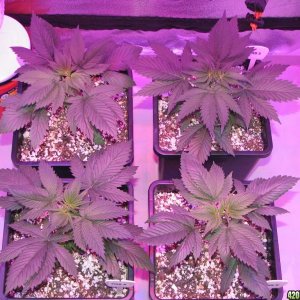 LED comparison 25 days veg