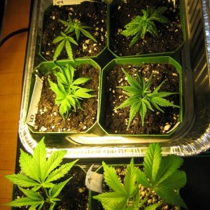 Clones and cloning tray on seedling heater mat