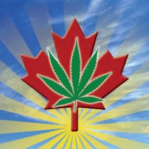 Cannabis Over Maple Leaf - BoulderWeekly