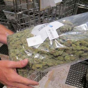 Commercial Cannabis - Sentinel File Photo