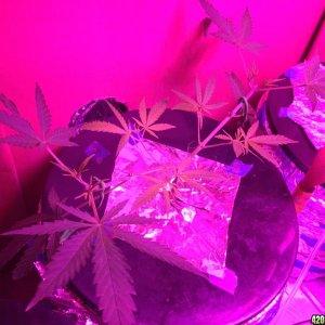 IslandGrower420 - Crop King's Cali Og Kush & Green Crack in DWC