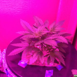 IslandGrower420 - Crop King's Cali Og Kush & Green Crack in DWC