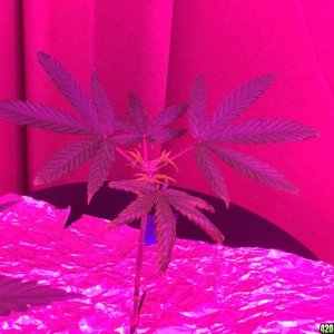 IslandGrower420 - Crop King's Cali Og Kush & Green Crack in DWC