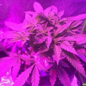 IslandGrower420 - Crop King's Cali Og Kush & Green Crack in DWC