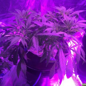 IslandGrower420 - Crop King's Cali Og Kush & Green Crack in DWC