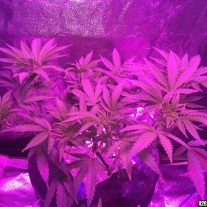 IslandGrower420 - Crop King's Cali Og Kush & Green Crack in DWC