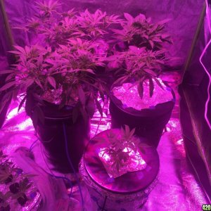 IslandGrower420 - Crop King's Cali Og Kush & Green Crack in DWC