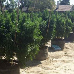 Backyard Grow - BloxImages