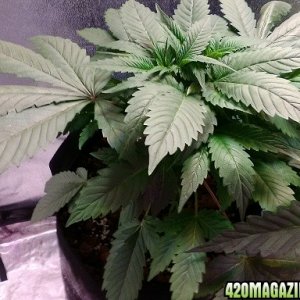 CoCoMo's Grow