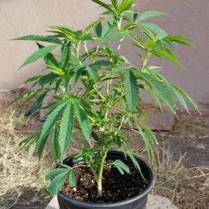 AK-47 clone transplant