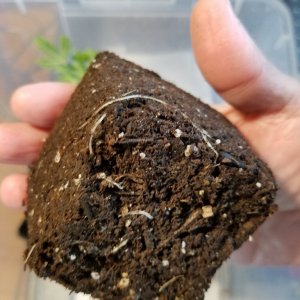 Gold Leaf clone roots