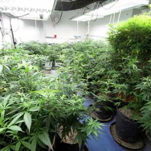 Indoor Grow3 - Rusty Blazenhoff