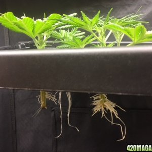 Mack plus Mama Thai x Pineapple Chunk grow clones