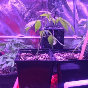 New Clones 12112017