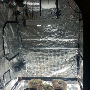 grow setup