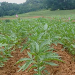 Hemp North Carolina Industrial - NCSU