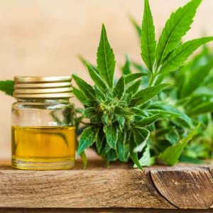 Hemp CBD Oil - Shutterstock