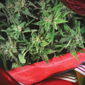 Christmas Cannabis - Getty Images