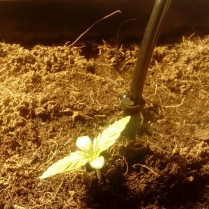 Feeding the Seedlings