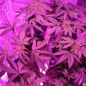 Help cannabis in trouble in grow room, any advice!!!? please