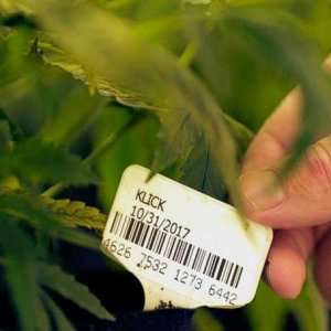 Dispensary Marijuana Tagged - Associated Press